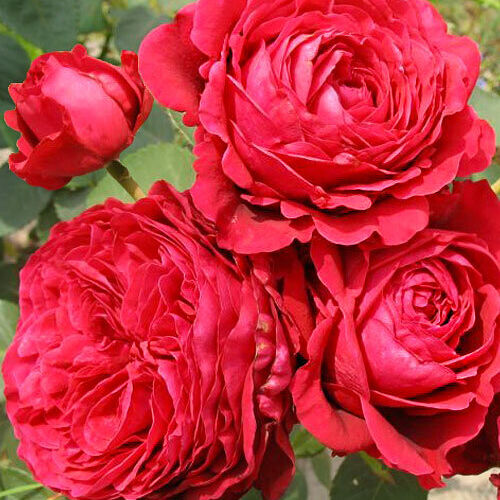 Роза флорибунда "Роза 4-х ветров"