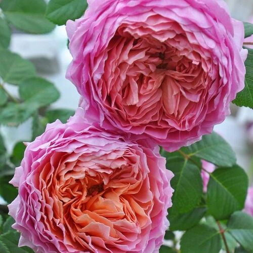 Роза чайно-гибридная "Айсфогель"