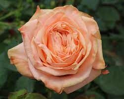Роза чайно-гибридная "Лавли Хартс"