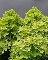 Гортензия метельчатая "Bee Green"
