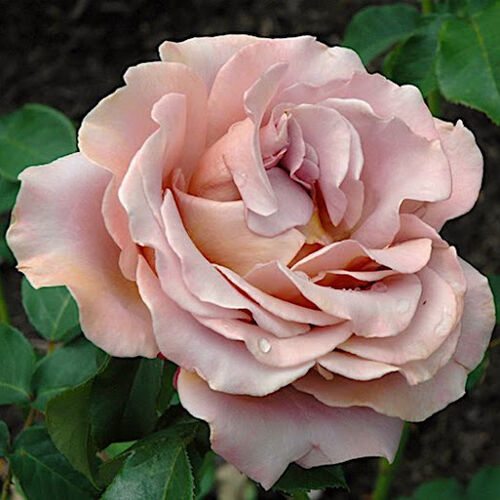 Роза флорибунда "Коко Локо"