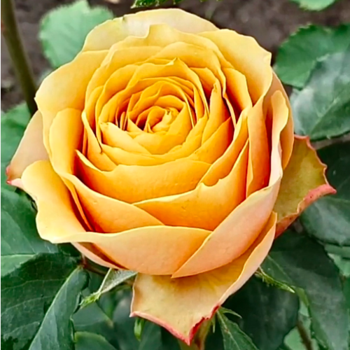 Роза чайно-гибридная "Голден Мустард"
