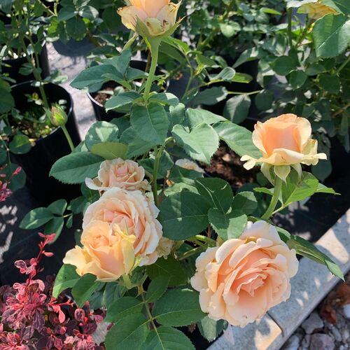 Роза чайно-гибридная "Примадонна"